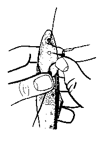 diagram showing an anchovy being rigged