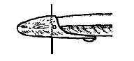 Anchovy rigging step 2