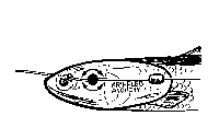 Anchovy rigging step 3
