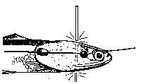 Anchovy rigging step 4