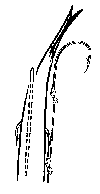Anchovy toothpick support