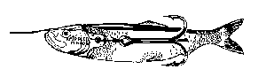 Krippled Minnow rigging step 2