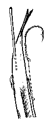 Krippled Minnow rigging step 3